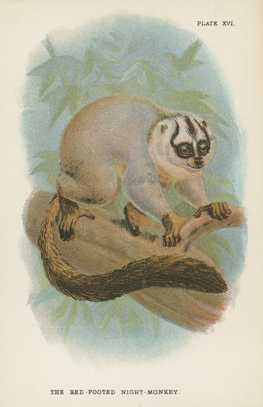 Le Singe de nuit à pieds rouges - English School
