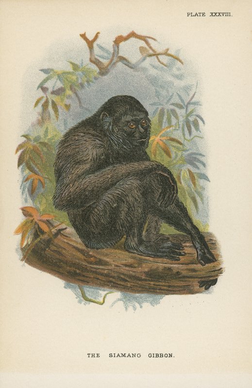 Le Gibbon siamang - English School
