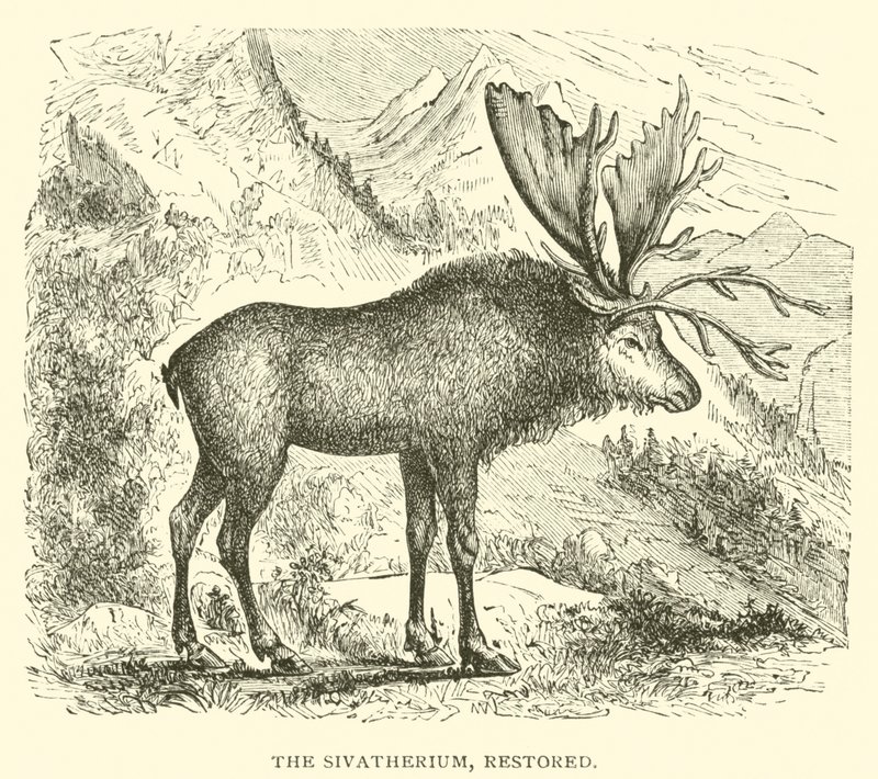 Le Sivathérium, restauré (gravure) - English School
