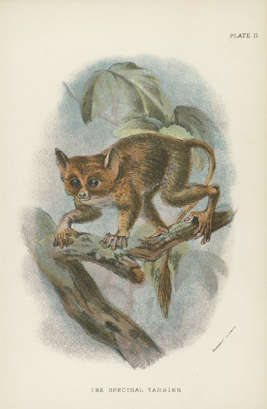 Le Tarsier spectral - English School
