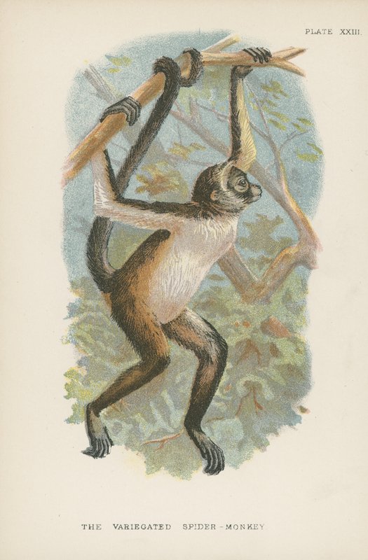 Le Singe-araignée varié - English School