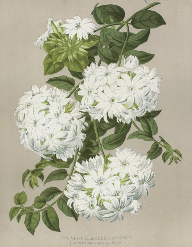 Le Jasmin Très Mince, Jasminum Gracillimum - English School