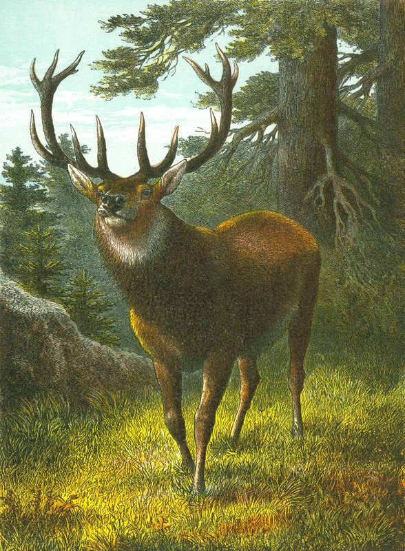 Le wapiti - English School