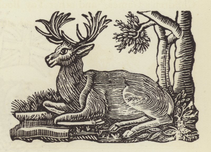 Le Cerf Blanc - English School
