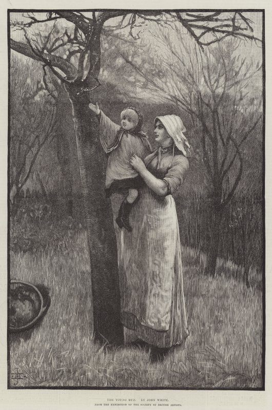Le jeune bourgeon (gravure) - English School