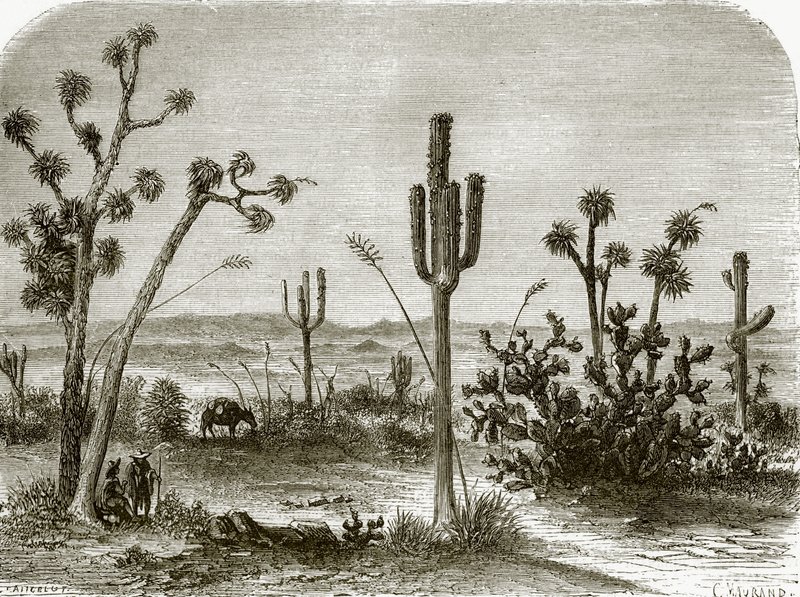 Le grand cereus - English School