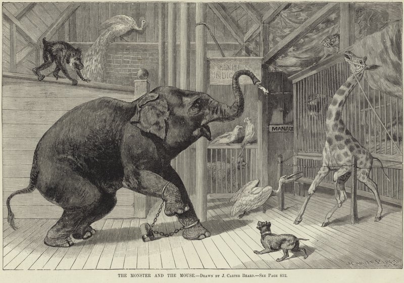 Le monstre et la souris - English School