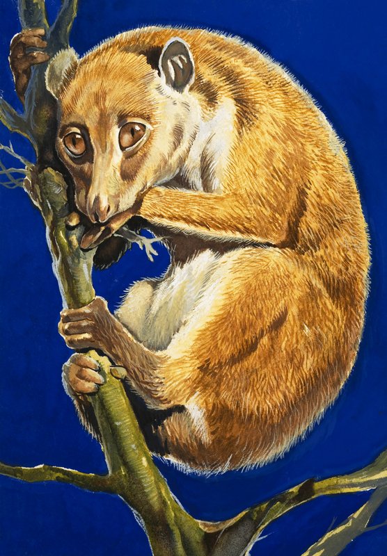 Le potto - English School
