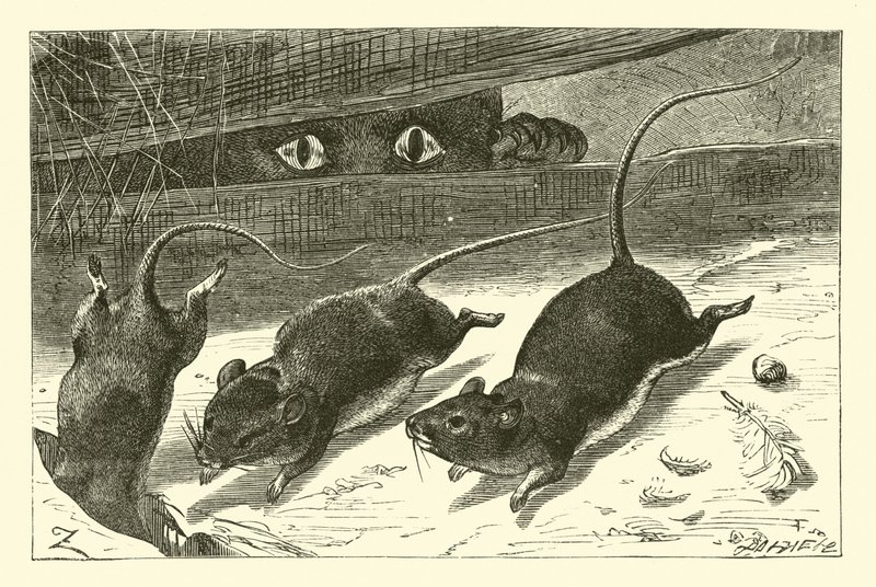 Trois petites souris - English School