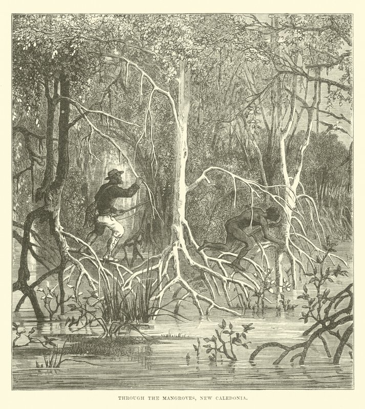 À travers les mangroves, Nouvelle-Calédonie - English School