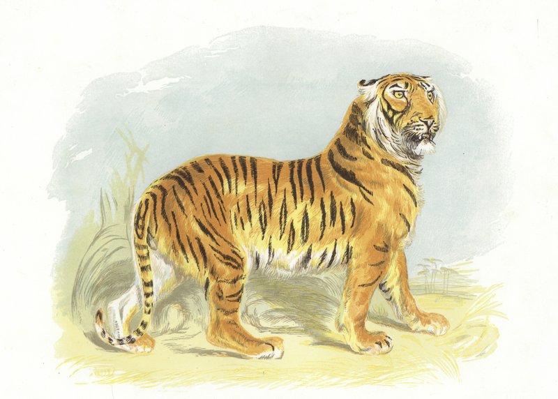 Tigre - English School