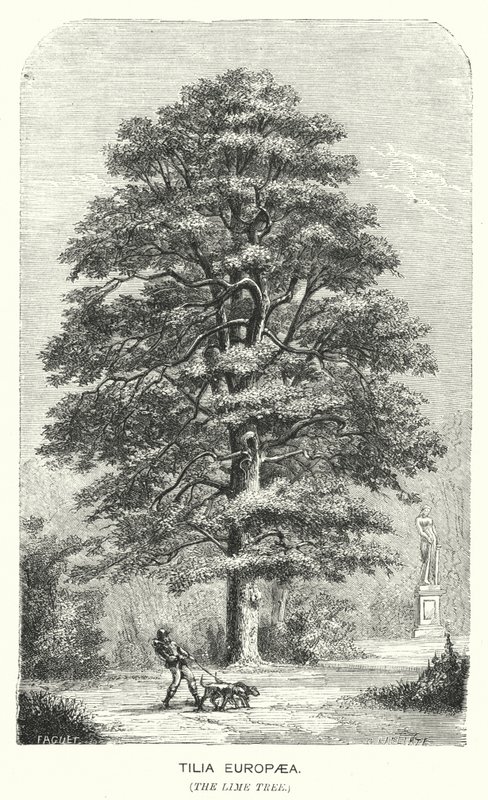Tilia Europaea, le tilleul (gravure) - English School