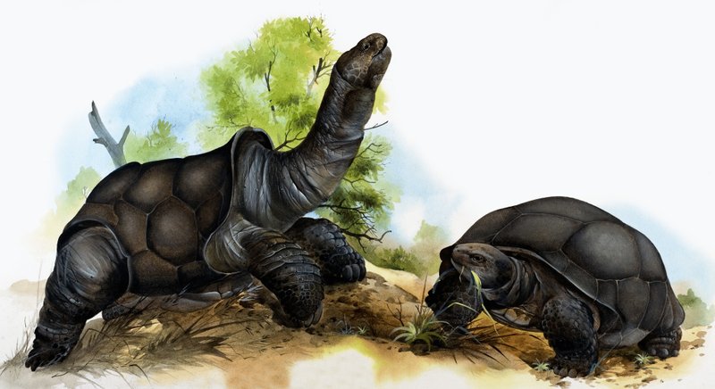 Tortues - English School