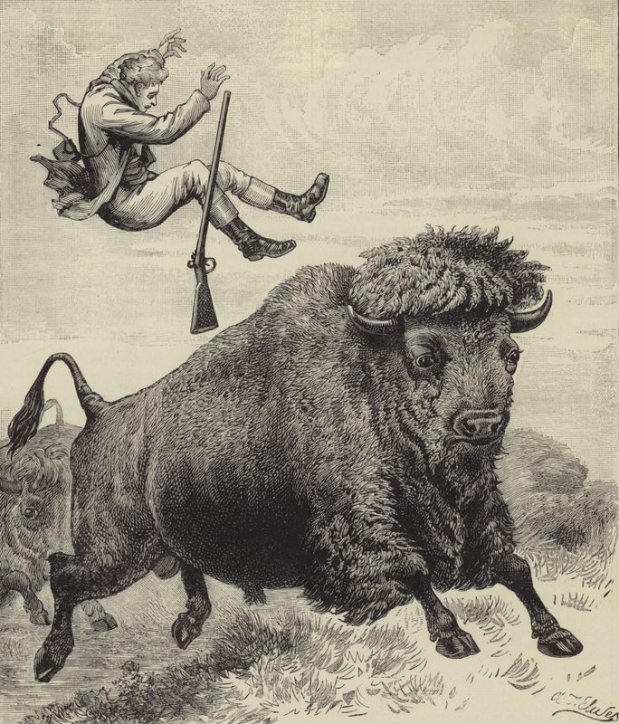 Jeté par un taureau de prairie - English School