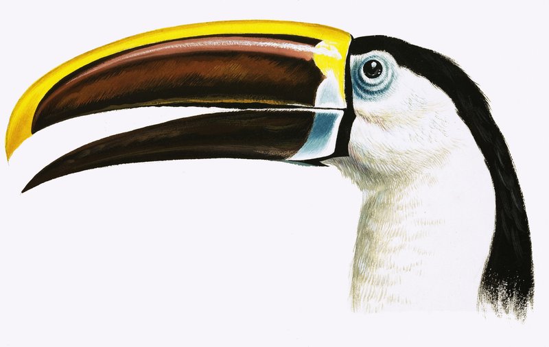 Toucan - English School