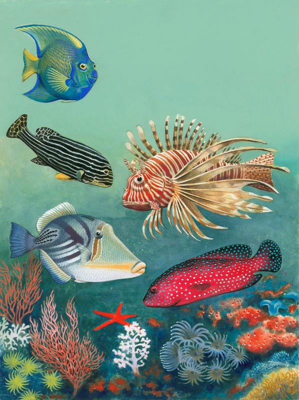 Poissons tropicaux - English School