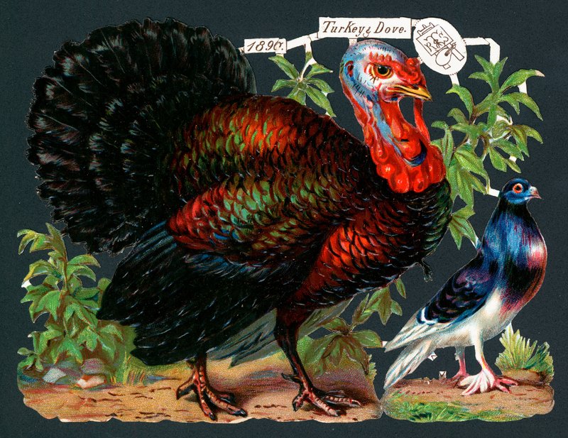 Dinde et colombe, Carte de Noël - English School