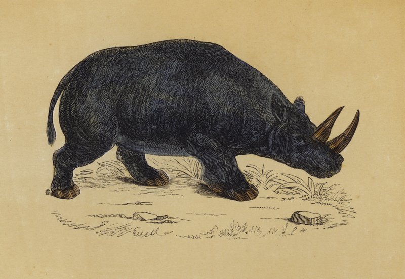 Rhinocéros à deux cornes - English School