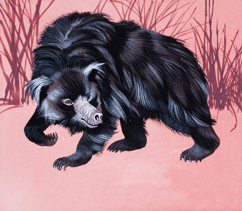 Animal poilu non identifié - English School