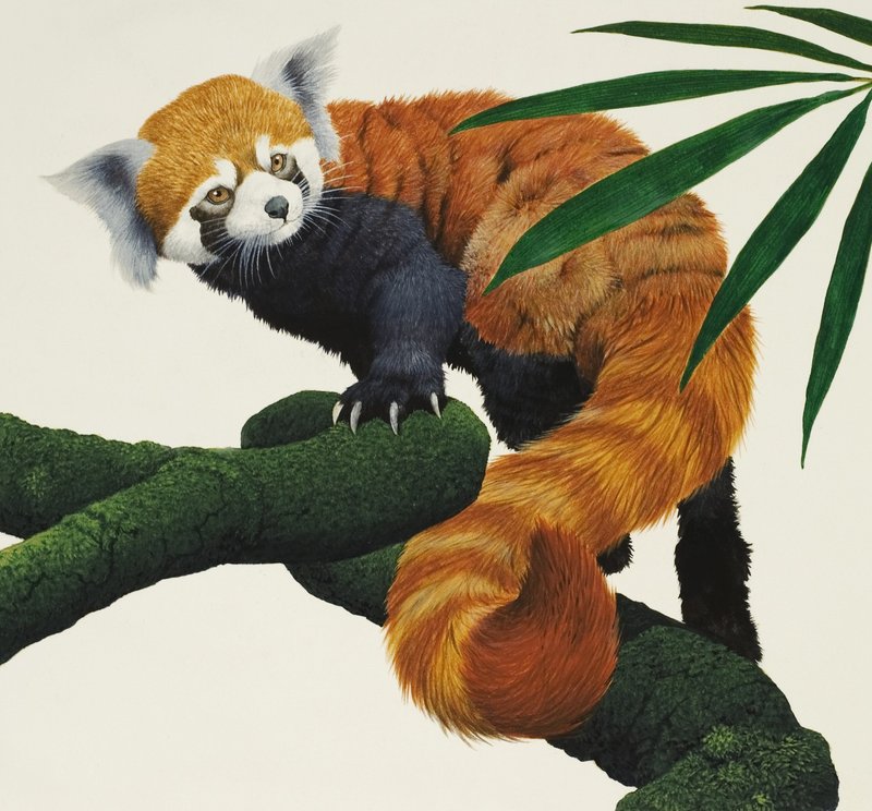 Petit animal poilu non identifié - English School