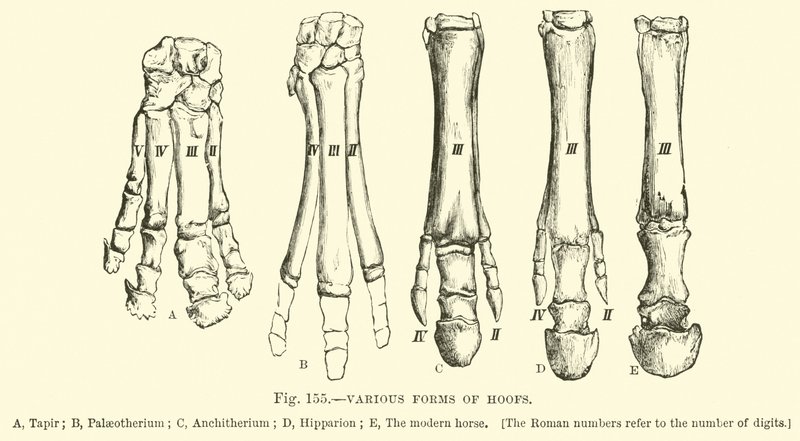 Diverses formes de sabots - English School
