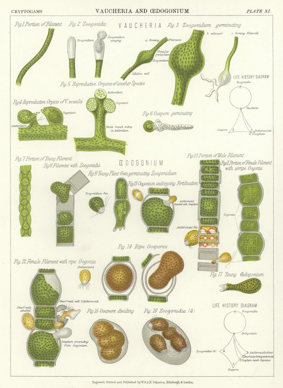 Vaucheria et Oedogonium - English School