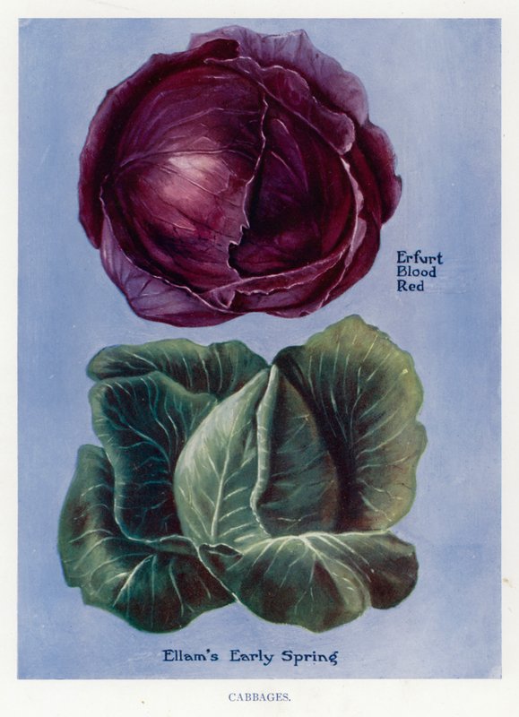 Guide du cultivateur de légumes : Choux - English School