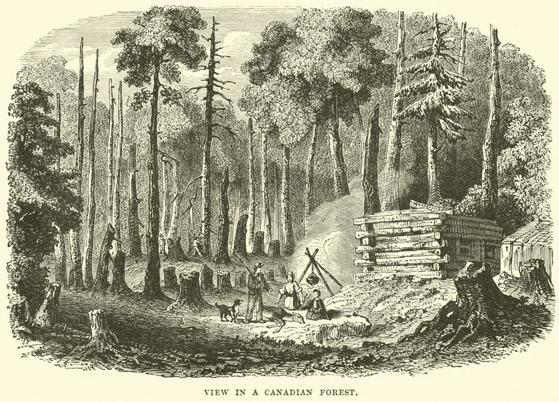 Vue dans une forêt canadienne - English School
