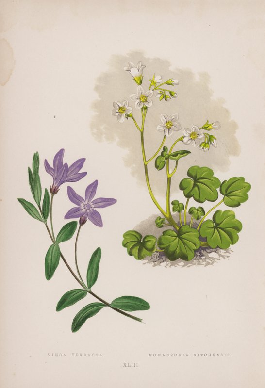 Pervenche Herbacée ; Romanzovia Sitchensis (lithographie en couleur) - English School