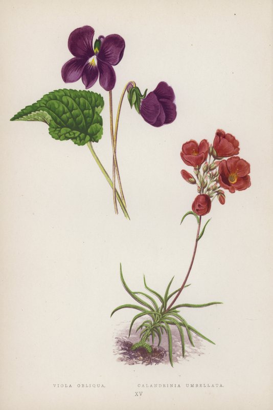 Viola Obliqua; Calandrinia Umbellata - English School