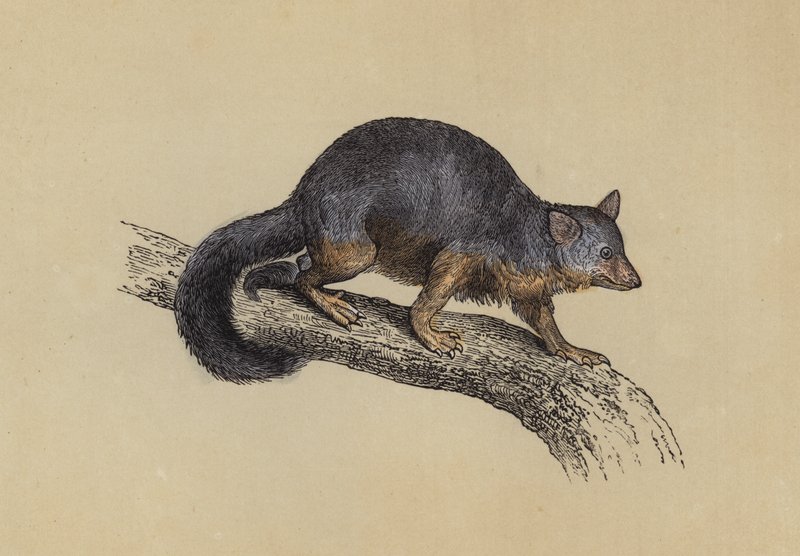 Phalanger renard - English School