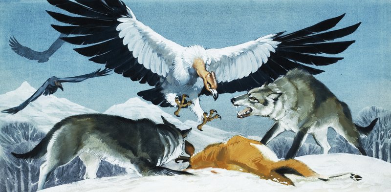 Vautour et loups - English School