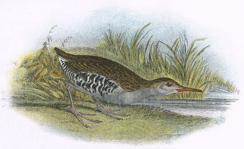 Râle d