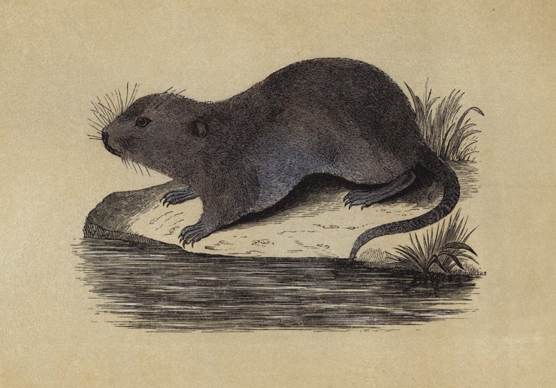 Rat d
