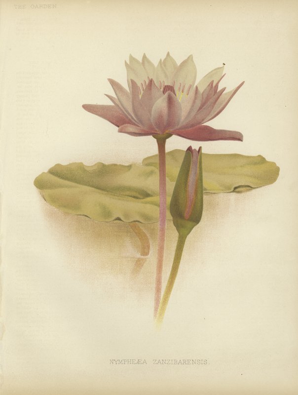 Nénuphar - English School