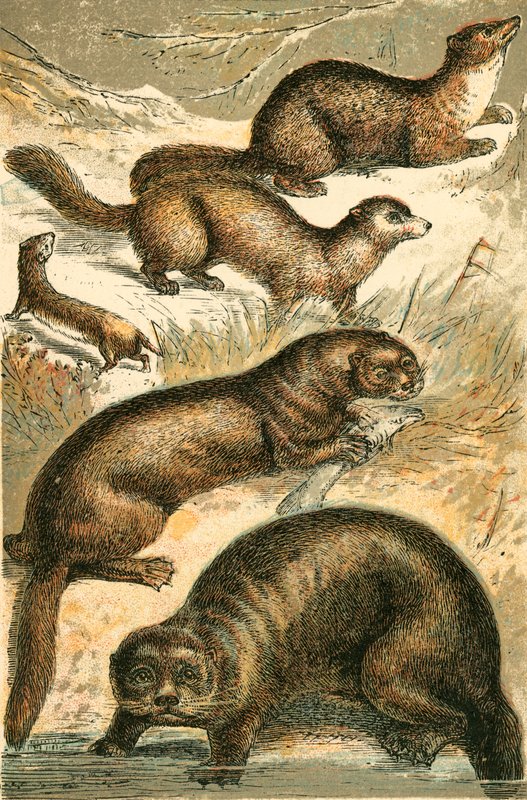 Belette, zibeline, martre, loutre et loutre de mer - English School