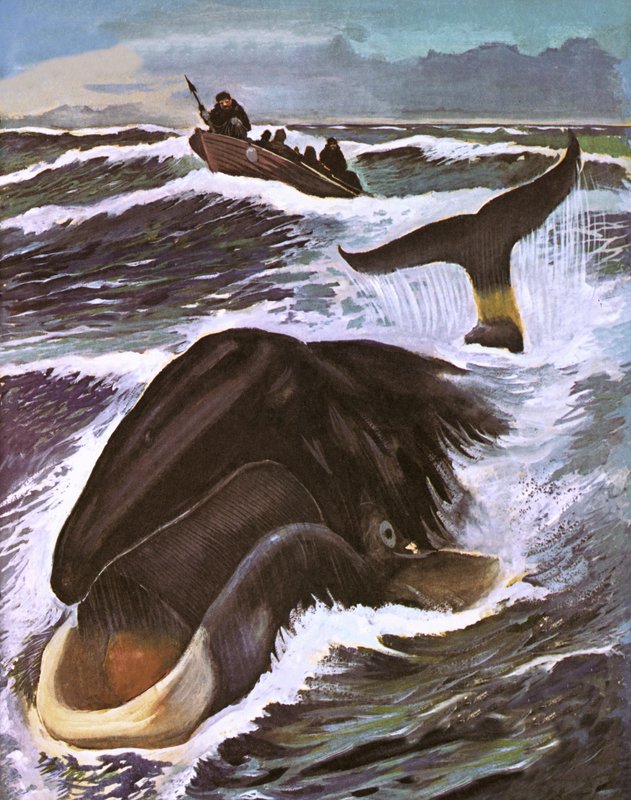 Chasse à la baleine - English School