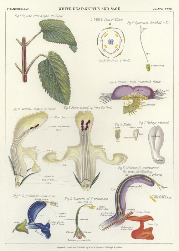 Ortie blanche et Sauge - English School