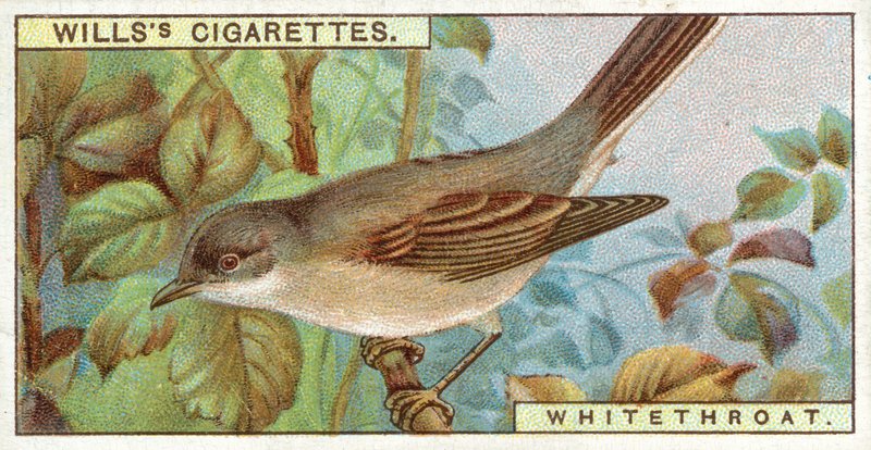 Fauvette grisette - English School