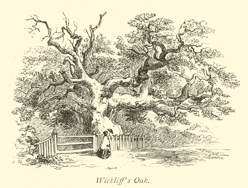 Chêne de Wickliff - English School