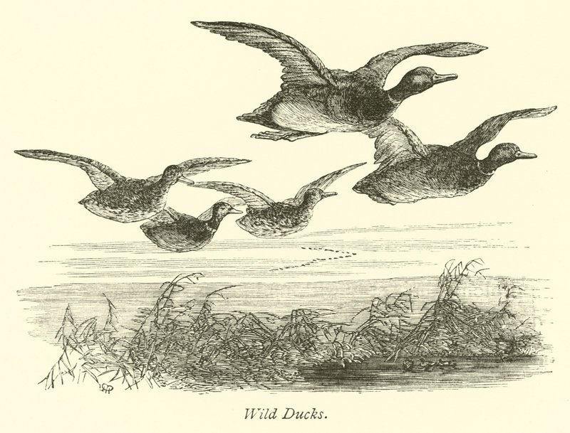 Canards sauvages - English School