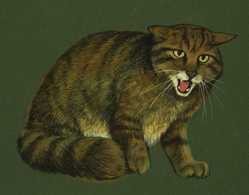 Chat sauvage - English School