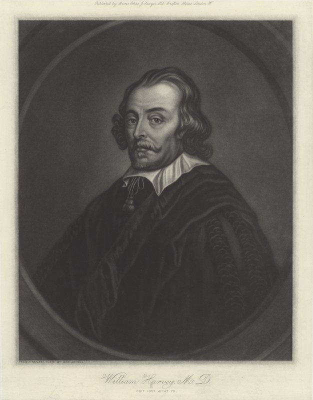 William Harvey, médecin anglais - English School