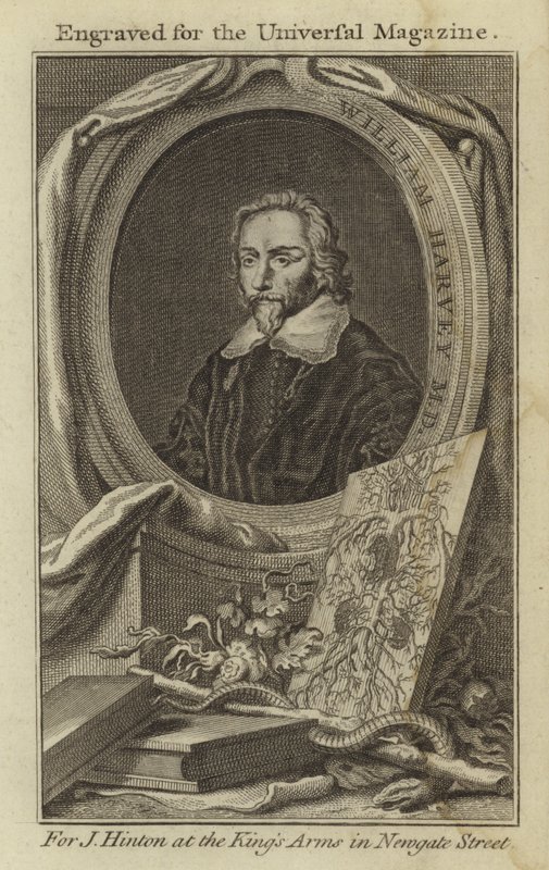 William Harvey M.D. - English School