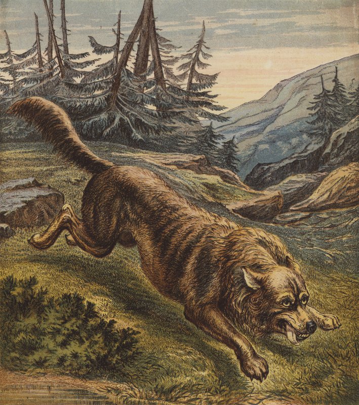 Loup - English School