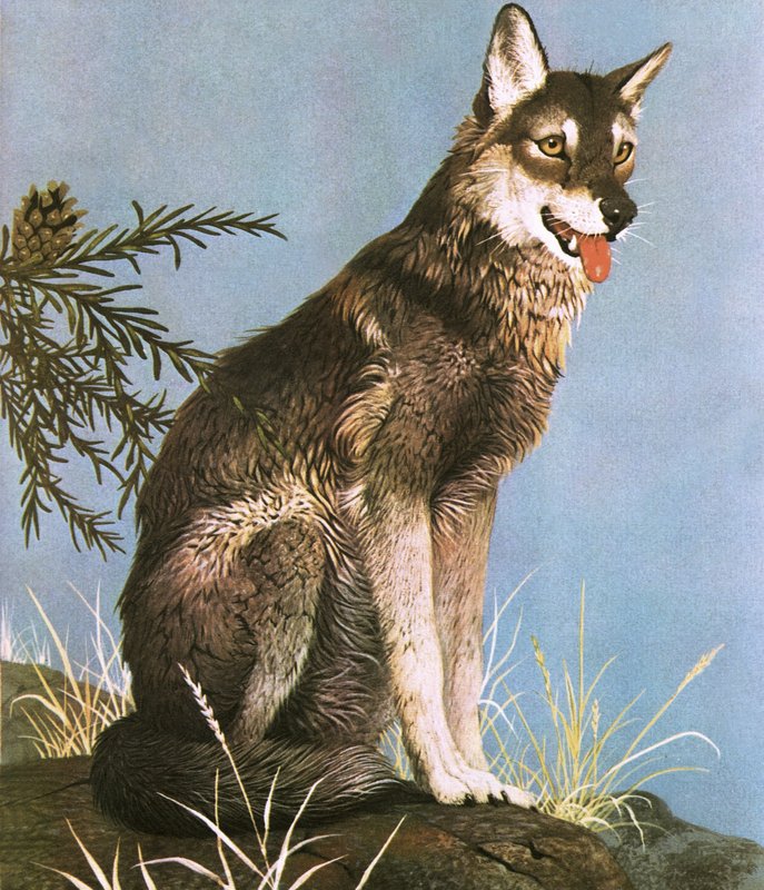 Loup - English School
