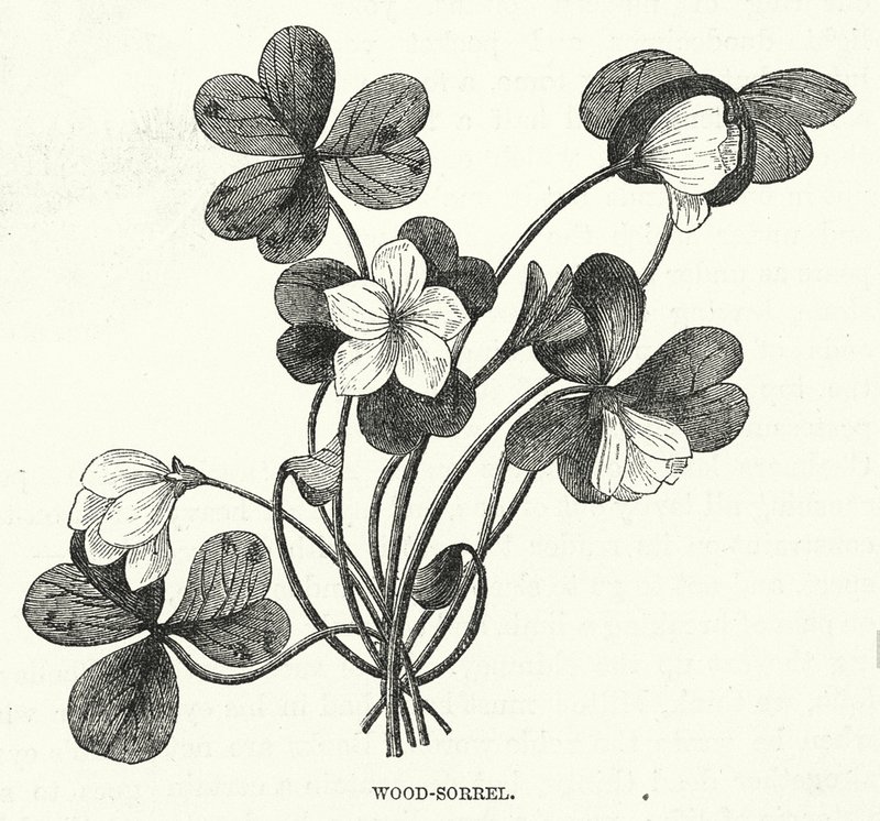 Oxalis - English School