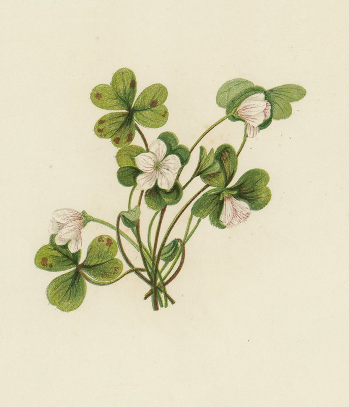 Oxalis Acetosella - English School