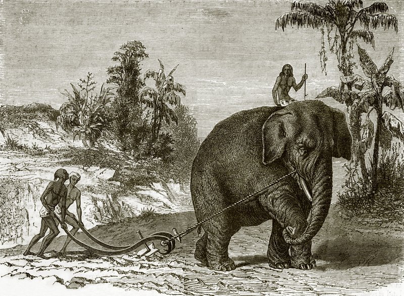 Éléphant de travail à Ceylan - English School