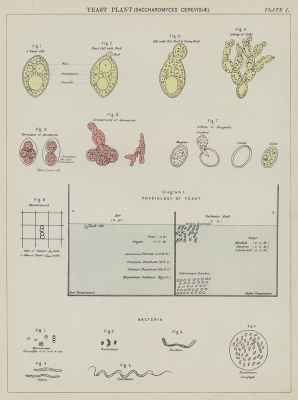 Levure, Saccharomyces Cerevisiae - English School